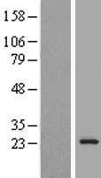 KDELR3 Human Over-expression Lysate