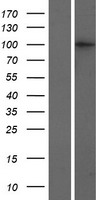 CRNKL1 Human Over-expression Lysate