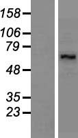 LARP7 Human Over-expression Lysate