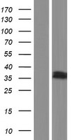 GODZ (ZDHHC3) Human Over-expression Lysate