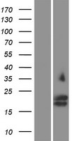 Glycophorin C (GYPC) Human Over-expression Lysate