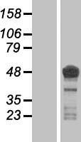 Tau (MAPT) Human Over-expression Lysate