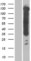 Tau (MAPT) Human Over-expression Lysate
