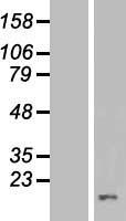 VAMP1 Human Over-expression Lysate