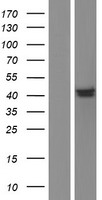 OGG1 Human Over-expression Lysate