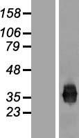 Junctional Adhesion Molecule 1 (F11R) Human Over-expression Lysate