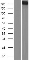 DUOX1 Human Over-expression Lysate