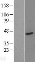 PTOV1 Human Over-expression Lysate