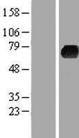 KLHL3 Human Over-expression Lysate
