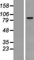 MARK2 Human Over-expression Lysate