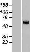 Staufen (STAU1) Human Over-expression Lysate