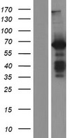 BAIAP2 Human Over-expression Lysate