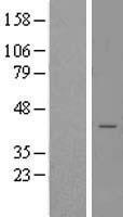 Syntaxin 18 (STX18) Human Over-expression Lysate