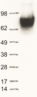 ApoER2 (LRP8) Human Over-expression Lysate