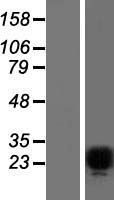 Pet1 (FEV) Human Over-expression Lysate