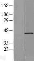 UCHL5IP (HAUS7) Human Over-expression Lysate