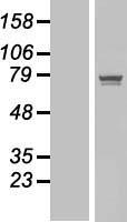 POGK Human Over-expression Lysate