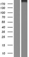 Stabilin 2 (STAB2) Human Over-expression Lysate