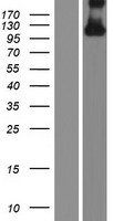 HYDIN Human Over-expression Lysate