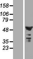 C2ORF29 (CNOT11) Human Over-expression Lysate