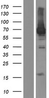 OTUD5 Human Over-expression Lysate