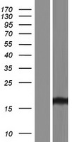 GOLGA2P5 Human Over-expression Lysate