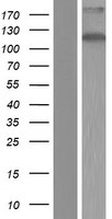 ZC3H7B Human Over-expression Lysate