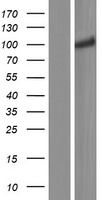 CNNM2 Human Over-expression Lysate