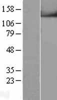 TRPM4 Human Over-expression Lysate