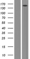 ERCC6L Human Over-expression Lysate