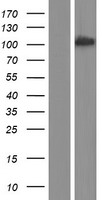 BCAS3 Human Over-expression Lysate