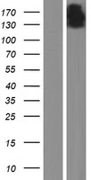 PCLKC (CDHR2) Human Over-expression Lysate