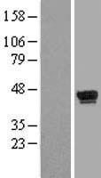 WDR55 Human Over-expression Lysate