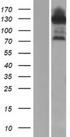 RBM35A (ESRP1) Human Over-expression Lysate