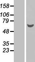 GDAP2 Human Over-expression Lysate