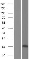 ZNF3 Human Over-expression Lysate
