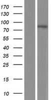 TMEM214 Human Over-expression Lysate