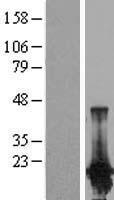 PPP1R14D Human Over-expression Lysate