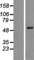 TTC19 Human Over-expression Lysate