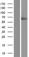 RGS3 Human Over-expression Lysate