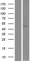 SOHLH2 Human Over-expression Lysate