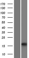 PLAAT2 Human Over-expression Lysate