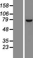 INT11 (CPSF3L) Human Over-expression Lysate