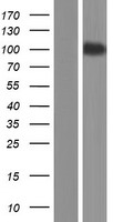 SEMA4G Human Over-expression Lysate