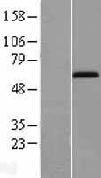 ACSM5 Human Over-expression Lysate