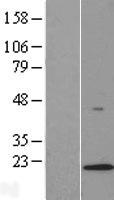 LAMTOR1 Human Over-expression Lysate