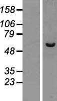 PPP2R3C Human Over-expression Lysate