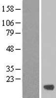 FAM174C Human Over-expression Lysate
