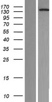 NOL8 Human Over-expression Lysate