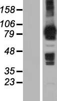 MOCOS Human Over-expression Lysate